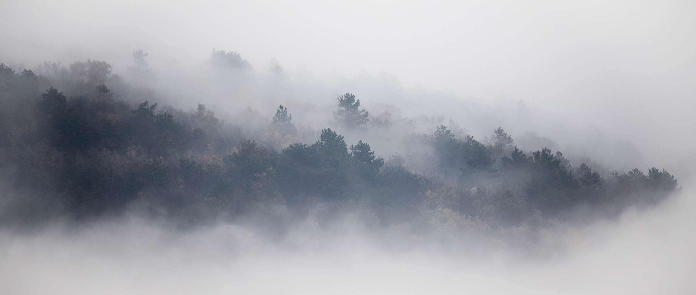 Forest island in morning fog